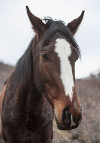 Close-up portrait of horse on field against sky