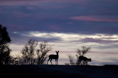 Silhouette horses on landscape against sky at sunset