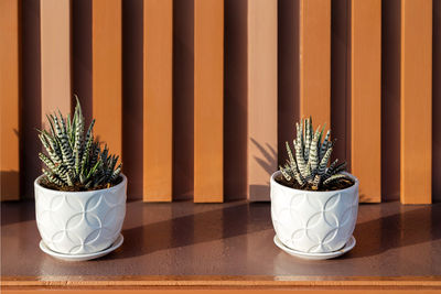 Close-up of potted plant on table at home