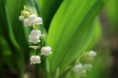 Close-up of white flowers