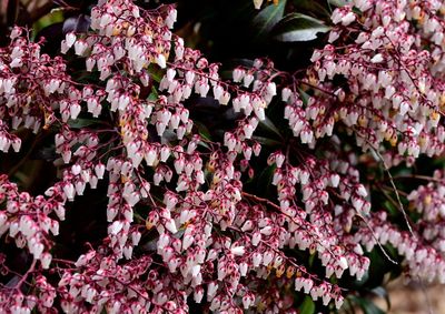 Close-up of japanese andromeda blossoms in spring