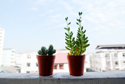 Close-up of potted plant on table