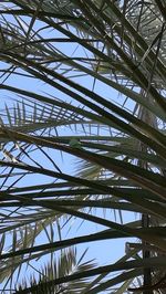Low angle view of palm trees against sky