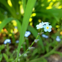 Close-up of white flowering plant on field