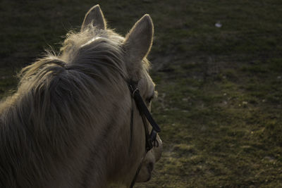 Close-up of horse on field