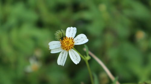 Close-up of white flower