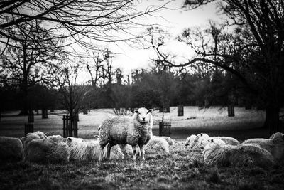 Sheep on field against trees