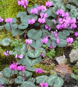 Close-up of pink flowers blooming outdoors