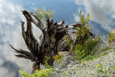 Plant growing on rock against sky