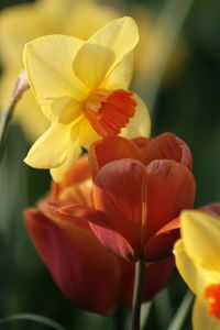 Close-up of day lily blooming outdoors