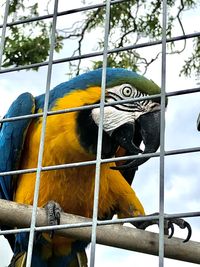 Low angle view of bird perching in cage