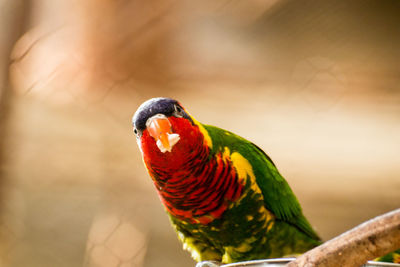 Close-up of parrot perching on leaf