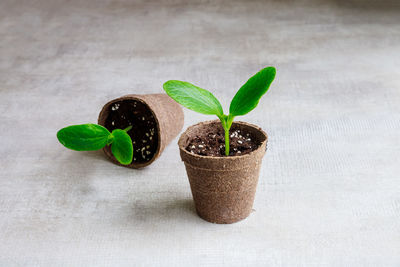 Close-up of potted plant