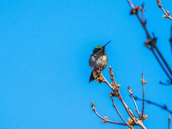 Low angle view of bird perching on branch against blue sky