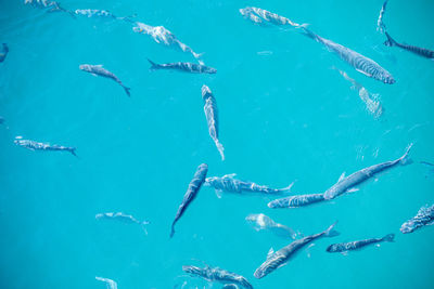 View of fishes swimming in sea