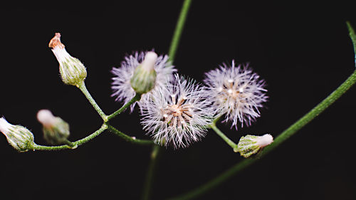 Close-up of white flowering plants against black background