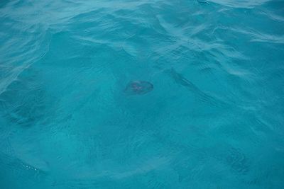 High angle view of swimming in sea