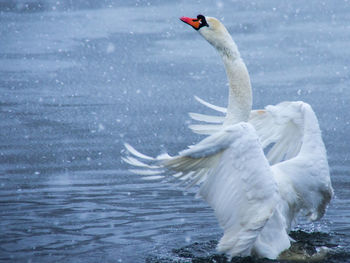 Close-up of swan in lake