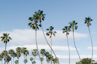 Low angle view of palm tree against clear sky