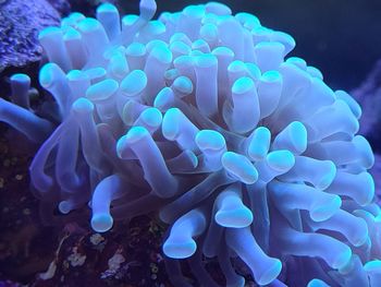 Close-up of coral in sea