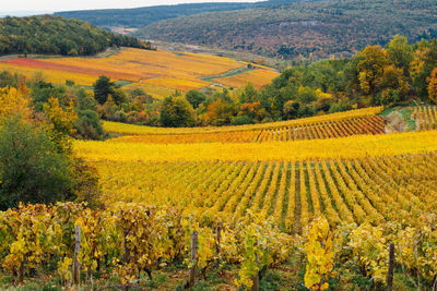 Scenic view of vineyard. scenic view of vineyards on autumn. landscape of vineyard in burgugndy.