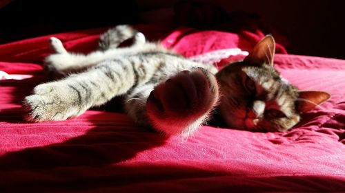 Close-up of cat relaxing on bed