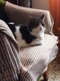 Cat relaxing on sofa at home