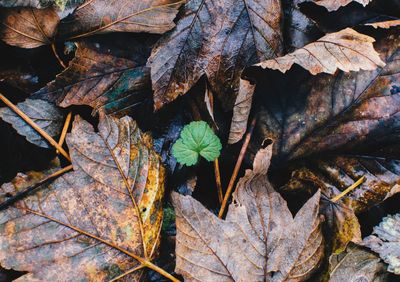 High angle view of autumn leaf