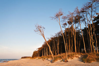 Scenic view of beach against clear sky