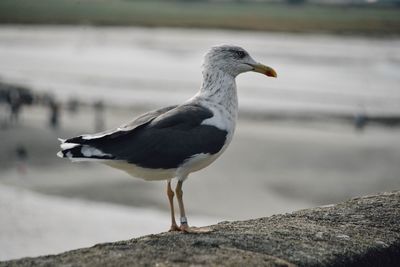 Close-up of seagull perching on shore