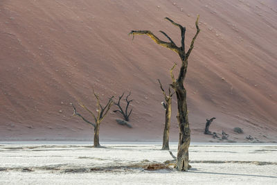 Bare tree in desert