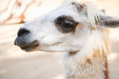 Close-up of a horse