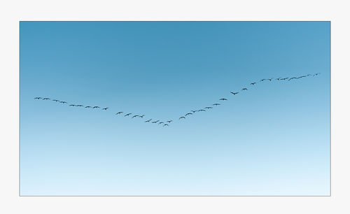 Low angle view of birds flying in sky