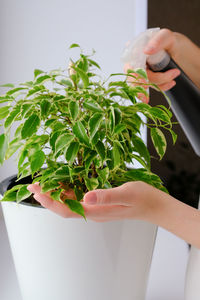 A girl is spraying a plant. decorative home plant ficus. 