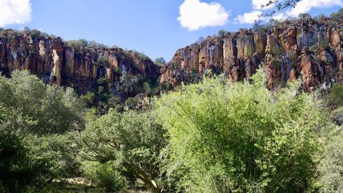 Panoramic view of trees on landscape against sky