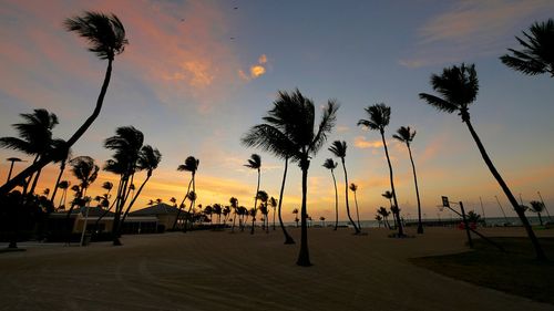 Palm trees at sunset