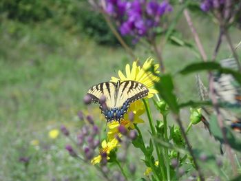 Butterfly on flower