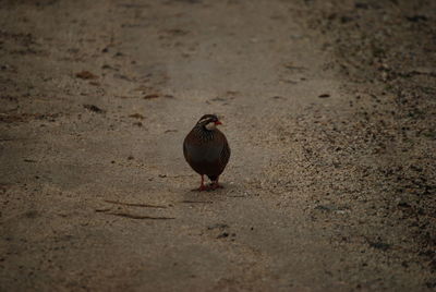 High angle view of bird