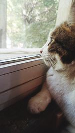 Close-up of cat sitting on window