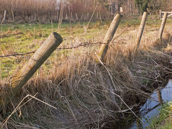 Close-up of log on grass