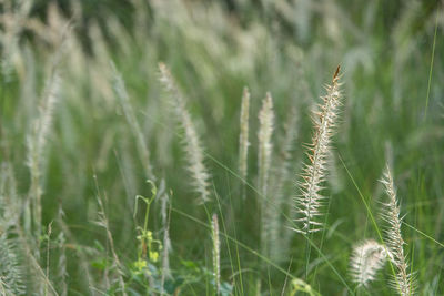 Grass growing on field