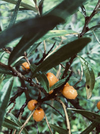 Close-up of fruit growing on tree