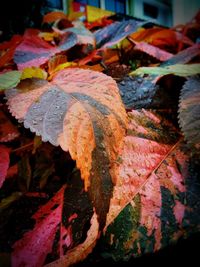 Close-up of dry maple leaves during autumn