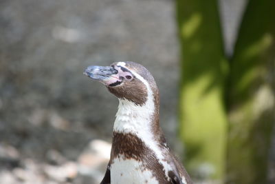 Close-up of bird