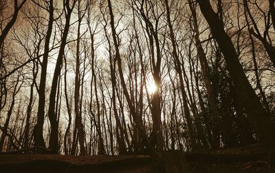 Close-up of trees against sky during sunset