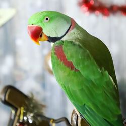 Close-up of parrot perching