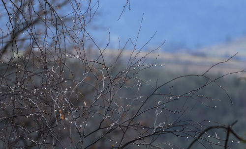 Low angle view of bare tree against sky during winter