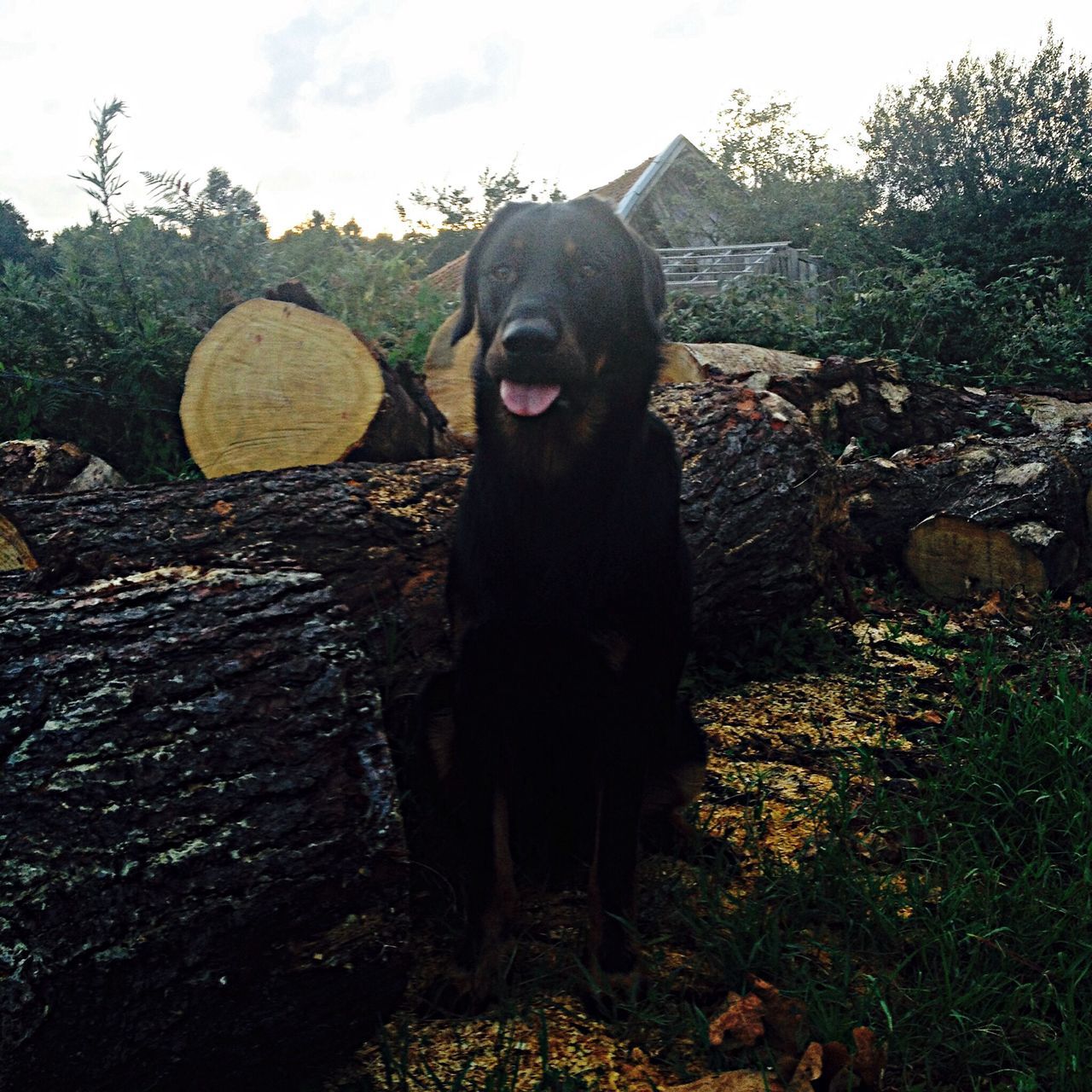 animal themes, one animal, tree, mammal, domestic animals, standing, sky, nature, dog, field, sitting, full length, outdoors, day, portrait, black color, front view, no people, looking at camera, rock - object