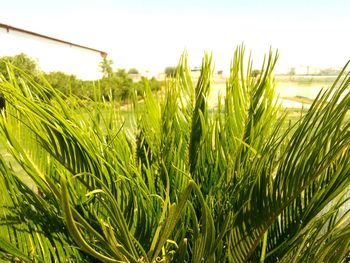 Close-up of fresh green grass in field against sky