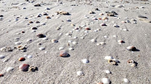 High angle view of shells on sand